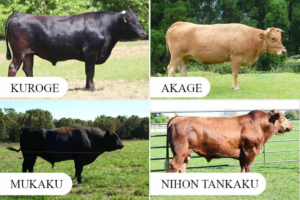 4 สายพันธุ์ Wagyu 和牛 เนื้อวากิว