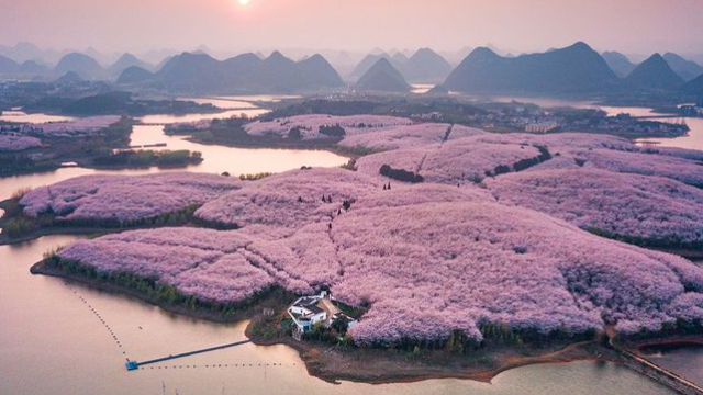 อีกหนึ่งจุดชมดอกซากุระที่สวยงามเกินพรรณา ณ อุทยานซากุระผิงป่า หรือที่เรียกกันว่า ซากุระหมื่นไร่ สถานที่ปห่งนี้เป็นสวนขนาดใหญ่ในเมืองผิงป่า มณฑลกุ้ยโจว และเป็นเขตปลูกต้นซากุระที่ใหญ่ที่สุดแห่งหนึ่งในจีน บนพื้นที่กว่า 6 พันไร่นี้มีต้นซากุระกว่า 5 แสนต้น! ที่คอยออกดอกบานสะพรั่งเป็นสีชมพูช่วงประมาณเดือนมีนาคมถึงเมษายน ซึ่งที่นี่ปลูกต้นซากุระไว้ 2 สายพันธุ์ คือ ช่วงต้นฤดูจะเป็นซากุระสีชมพูอ่อน และช่วงปลายฤดูจะเป็นซากุระสีชมพูเข้ม ซึ่งสร้างความตื่นตาตื่นใจเมื่อดอกซากุระพร้อมใจกันบานสะพรั่งทั่วทั้งสวนแห่งนี้